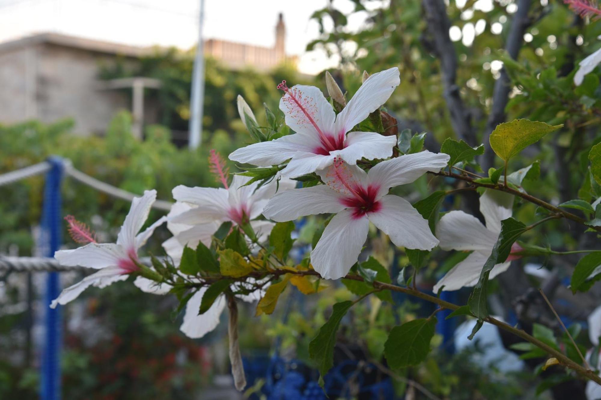 Relaxing And Comfortable Studio Near Falasarna Beaches Platanos  Bagian luar foto